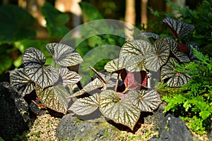 Begonias tropical plant