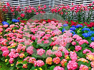 Begonias are tuberous and grow colorful flowers