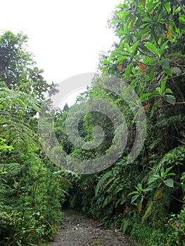 Begroeide wand met tropische bos langs bosweg; Track through Tropical forest (Colombia)