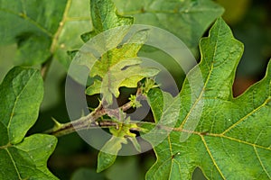 Begun gach or brinjal tree that scientific name is Solanum melongena L