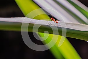 Behavior of ant.Worker ant are there walking in green leave with in black background.