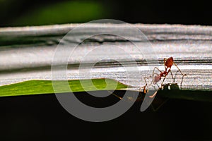 Behavior of ant.Worker ant are there walking in green leave with in black background.