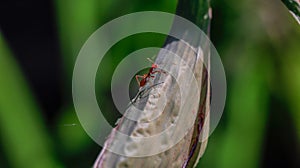 Behavior of ant.Worker ant are there walking in green leave with in black background.