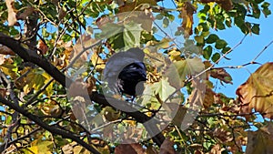 The behavior of a carrion crow was captured sitting on a tree branch in autumn in yellow foliage.