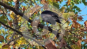 The behavior of a carrion crow was captured sitting on a tree branch in autumn in yellow foliage.