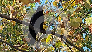 The behavior of a carrion crow was captured sitting on a tree branch in autumn in yellow foliage.