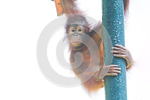 behavior of little orangutans playing in the park