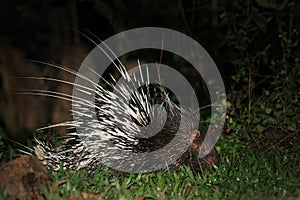 Behavior of porcupine at night.