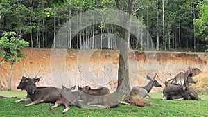 behavior of sambar deer in khaoyai national park thailand