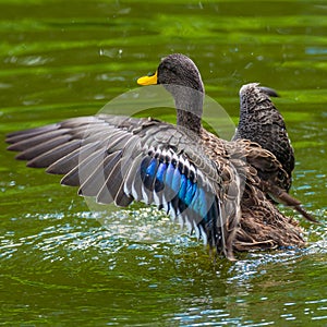 Behavior of wild ducks at a small lake