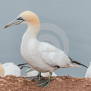 Behavior of wild migrating gannets at island Helgoland, Germany
