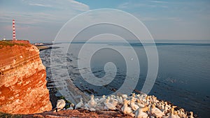 Behavior of wild nesting north Atlantic gannets at island Helgoland, Germany