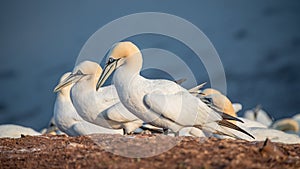 Behavior of wild nesting north Atlantic gannets at island Helgoland, Germany