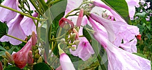 Behaya ipomoea carnea plant and flowers