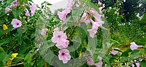 Behaya ipomoea carnea plant and flowers stock