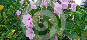 Behaya ipomoea carnea plant and flowers stock photo