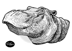Behemoth hippo hand drawn