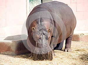 Hippopotamus hoofed mammal pig large animal Africa zoo poacher