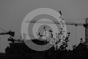 Behind the beautiful branches of a shrub construction cranes can be seen.