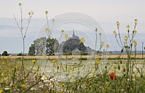 Behind flowers