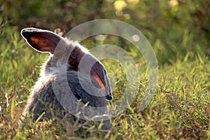 Behind of happy cute grey with white spot fluffy bunny on green grass nature background, long ears rabbit in wild meadow, adorable