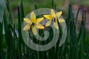 Behind Jonquil Flowers