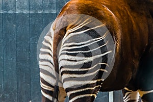 The behind of a okapi in closeup, tropical giraffe specie from Congo, animal parts, Endangered species