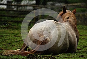 From behind photo horse