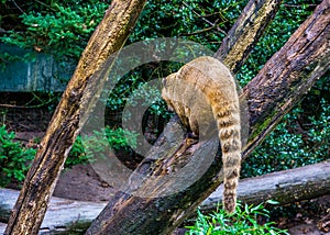 The behind of a ring tailed coati, a tropical raccoon from the lowlands of America