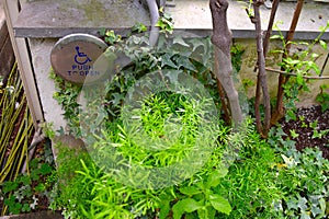 Behind-the-scene at indoor garden with handicap button