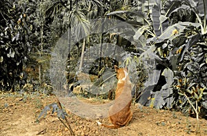 A behind Shoot of a brown dog female, and white fur have a good time to relax, and unwind at the garden after running, watch