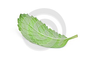 Behind the single fresh mint leaf isolated on white