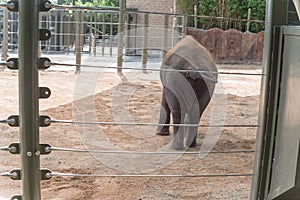 Behind view of medium size elephant walking inside compact space at Houston zoo, Texas, USA