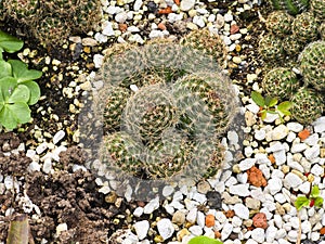 A green, spherical cactus., Notocactus scopa. photo