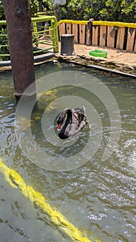 Behold the serene beauty of this image featuring a black swan gracefully gliding across a tranquil pond.