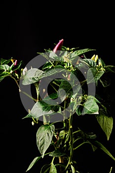 behold the vibrant Purple Chili Plant (Capsicum annuum) showcasing its purple fruits