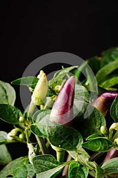 behold the vibrant Purple Chili Plant (Capsicum annuum) showcasing its purple fruits