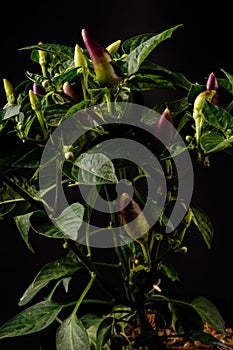 behold the vibrant Purple Chili Plant (Capsicum annuum) showcasing its purple fruits