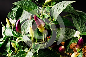 behold the vibrant Purple Chili Plant (Capsicum annuum) showcasing its purple fruits