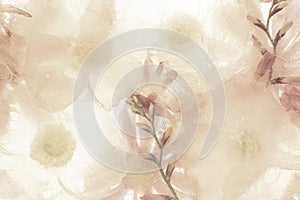 Beige anemone flower background