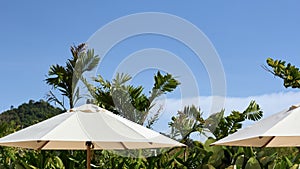 A beige beach umbrella surrounded by tropical greenery and palm