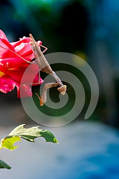 Beige big mantis on rose flower
