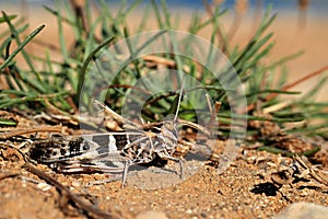 Beige and black coloured grasshopper (Acrididae)