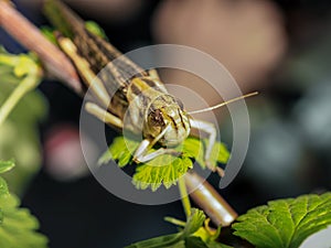 Beige black locust, on a green leaf, photographed close