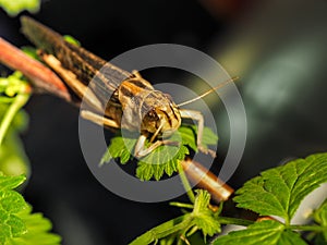 Beige black locust, on a green leaf, photographed close