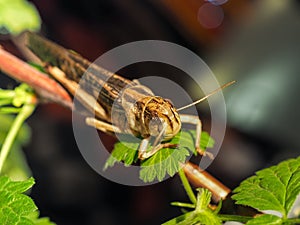 Beige black locust, on a green leaf, photographed close