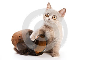 Beige british cat kitten and old clay jug