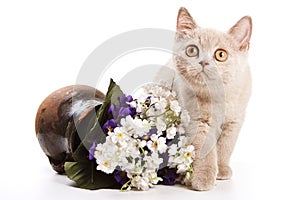 Beige british cat kitten and an old clay jug with flowers
