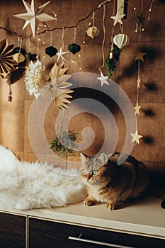 Beige and brown cat on Christmas background, handmade decor