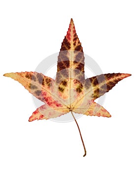 Beige brown red Japanese maple leaf